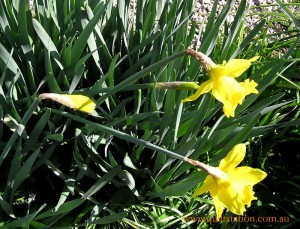 image of daffodils