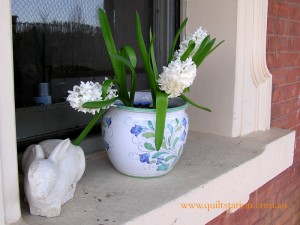 image of hyacinths