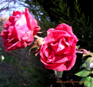 image of roses
