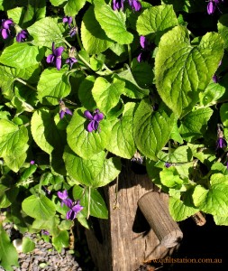 image of violets