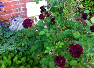 image of roses around the studio