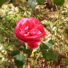 image of Rose