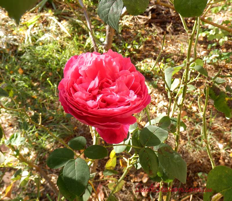 image of Rose