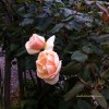 image of Roses from my garden