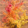 image of Autumn Leaves