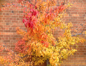 image of Autumn Leaves